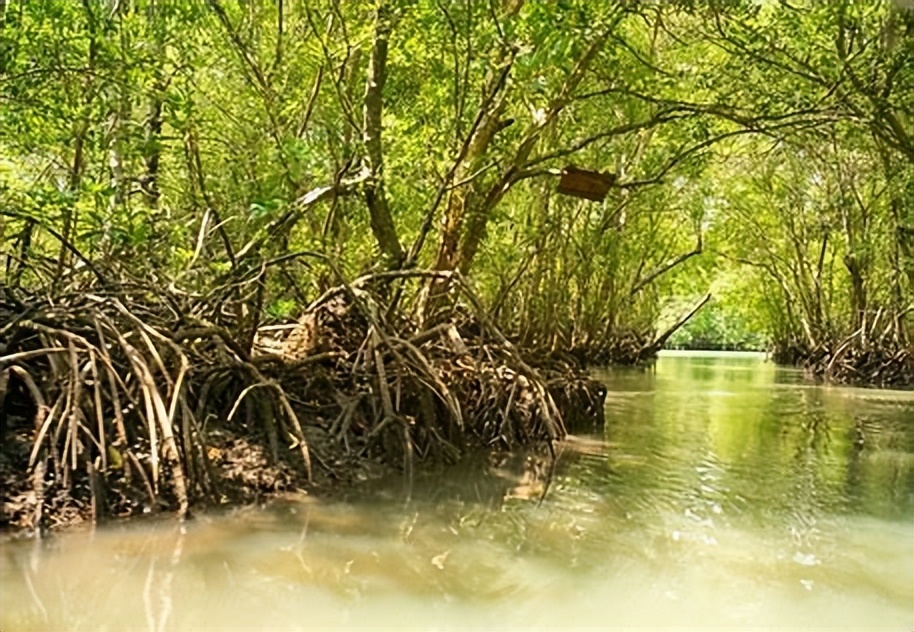 红树林的三个奇特之处,三亚湾红树林动物乐园