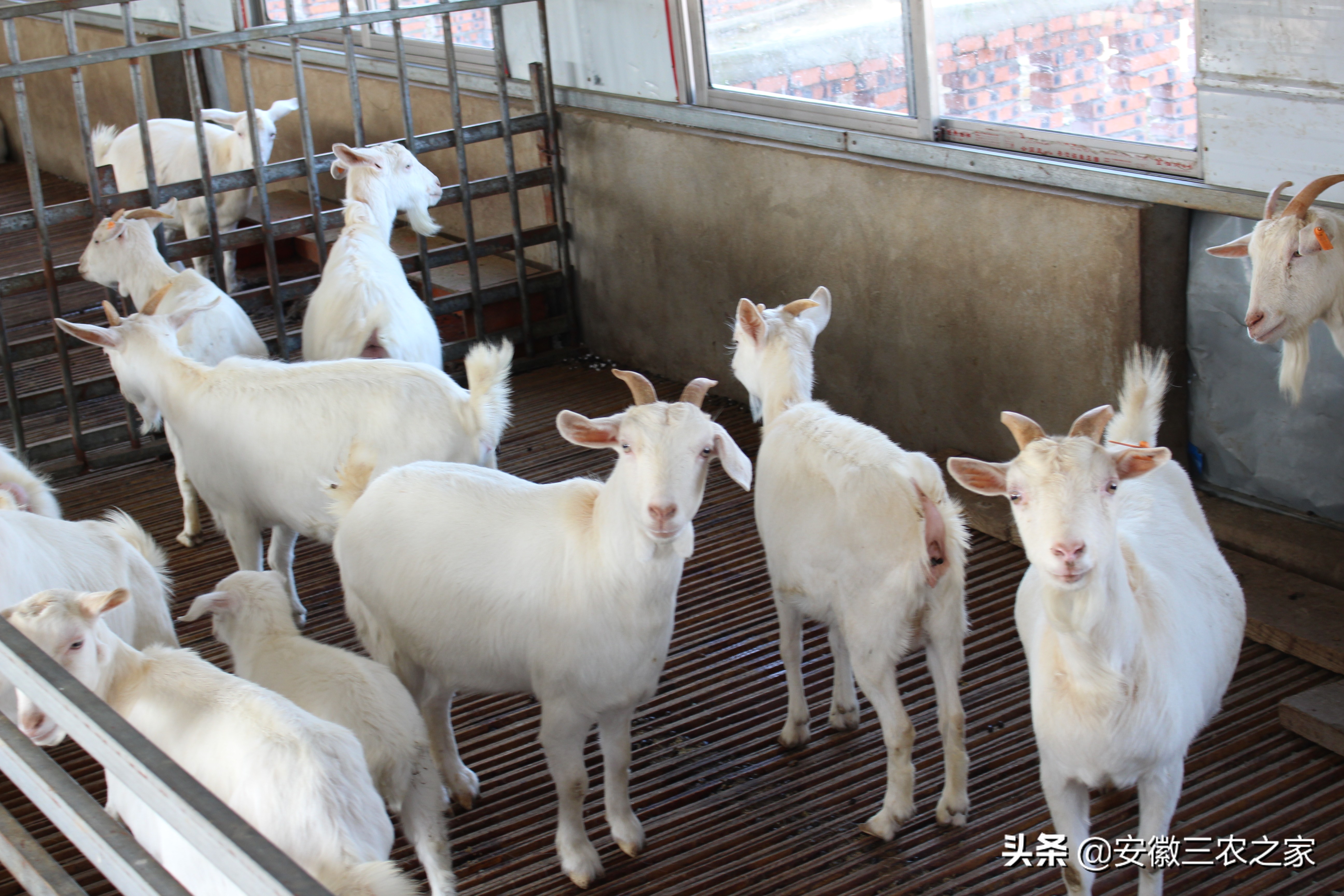 大学生创业养羊利润100万,大学生利用空余时间赚800万