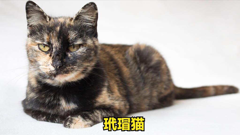中华田园猫黑猫和孟买猫怎么区分,中华田园猫12个品种图哪个最好养