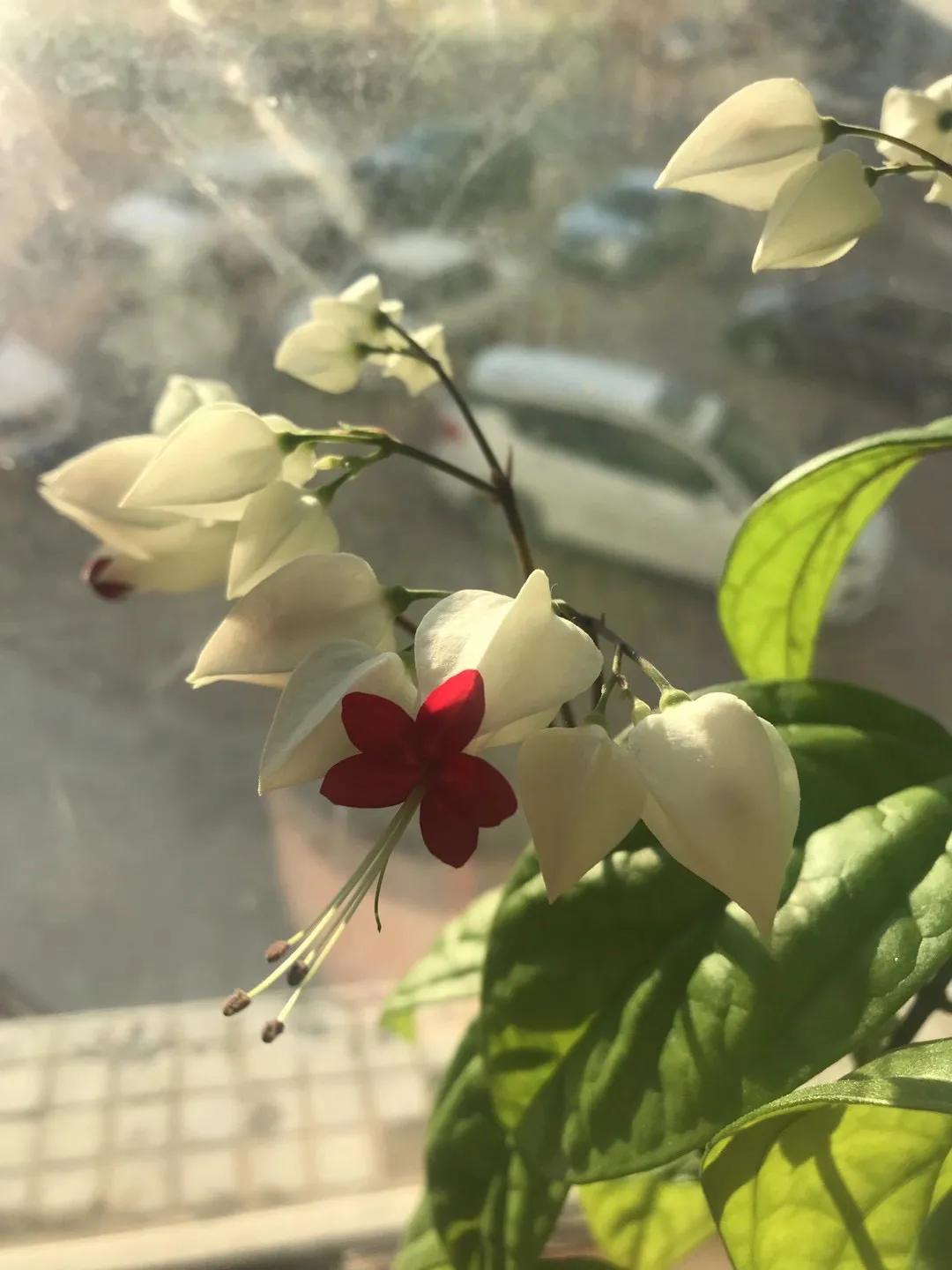 书香花香完整版,书香花香文案