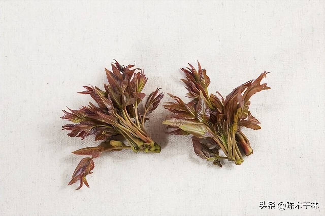 三分钟了解春日限定的鲜味——香椿,下篇