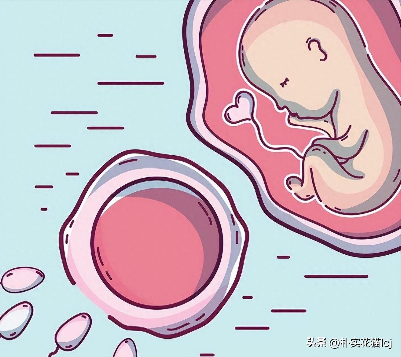 精子受孕未成功后去哪了,没有成功受孕的精子都去哪里了