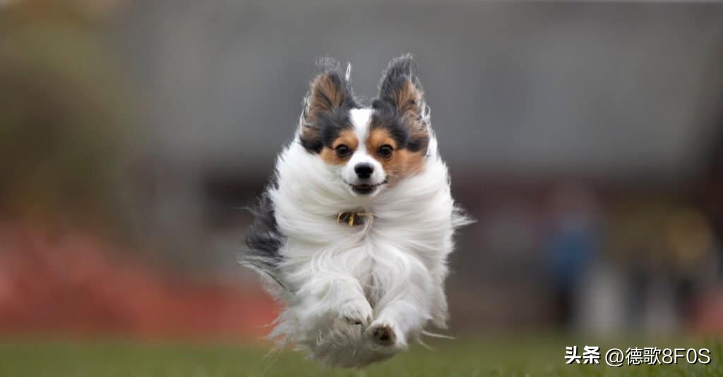 世上最漂亮泰迪熊,世界上最可爱的狗泰迪狗排第几名