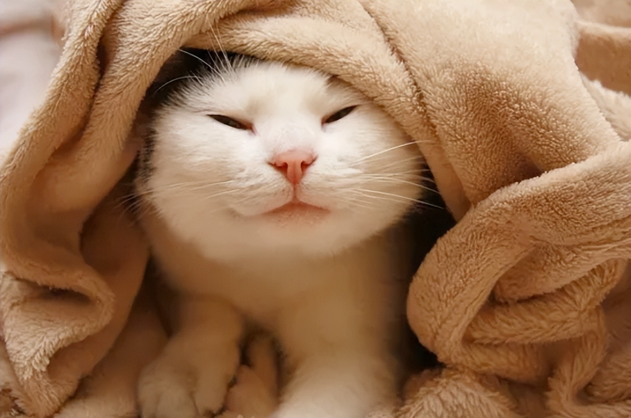 给猫咪看病要花2万块，我想把猫咪丢掉