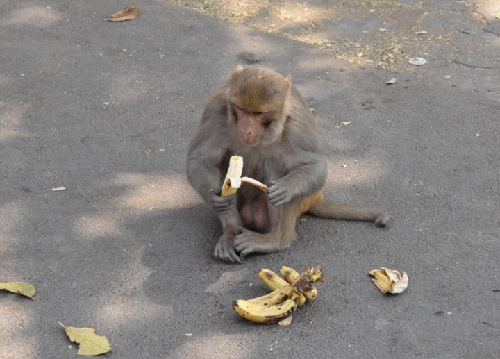 让孩子了解100多种动物的科普知识,为小朋友讲解动物知识