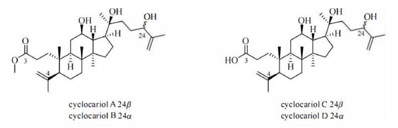 哪些植物含有三萜成分最多,萜烯类物质对植物的功效