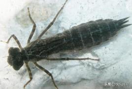 蜻蜓日本原唱,蜻蜓fm下载