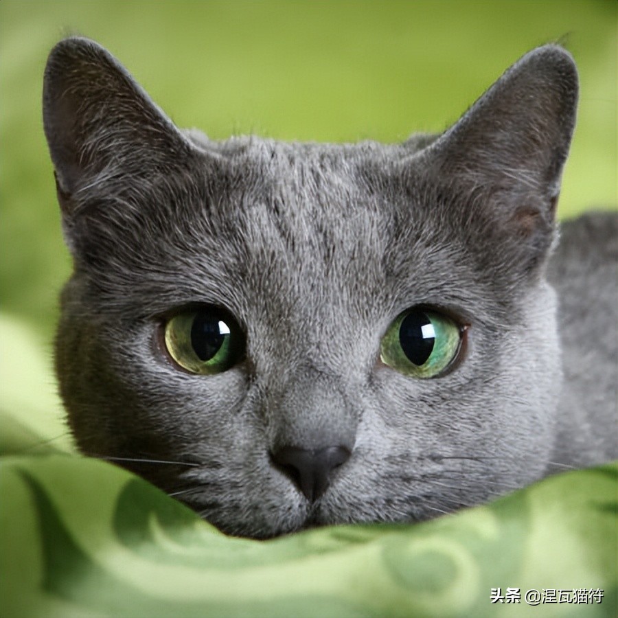 俄罗斯蓝猫法国蓝猫英国蓝猫,欧系俄罗斯蓝猫