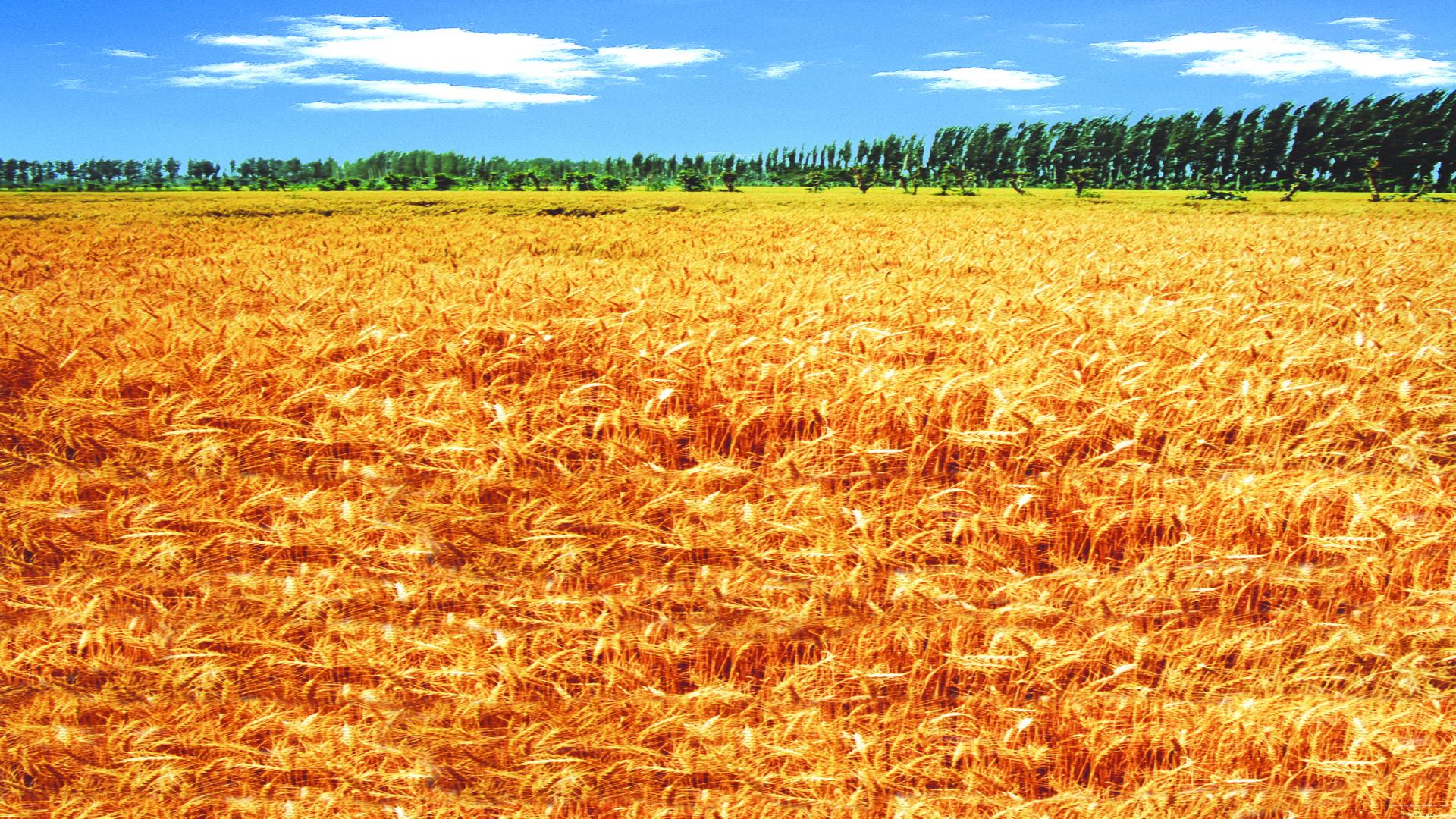 小学生写作文应该读散文书吗,初中生怎样从散文中学习写作