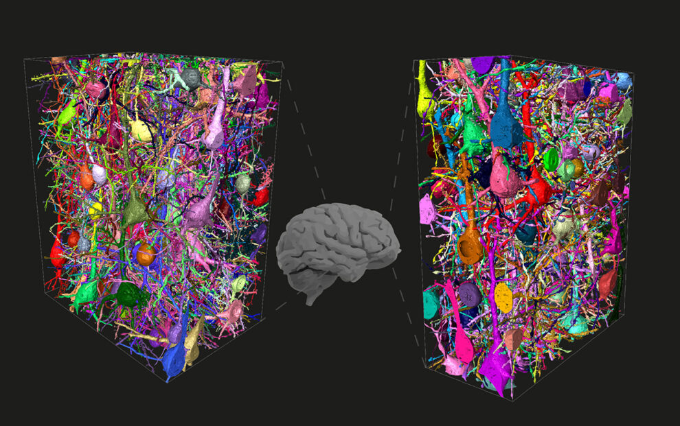 人类独有的大脑系统,独一无二的人类