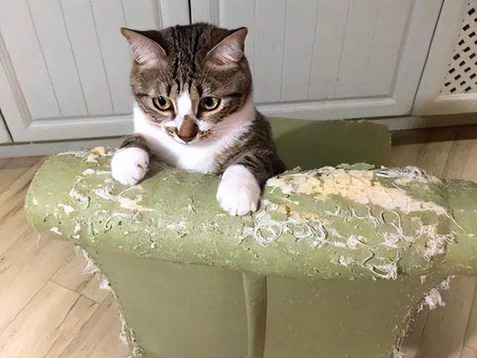 捡来猫咪养不熟的表现,领养的猫咪不粘人养不熟怎么办