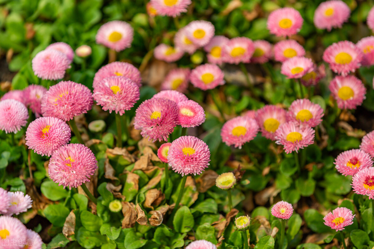 心种慈悲胸怀天下,心种善缘必结善果