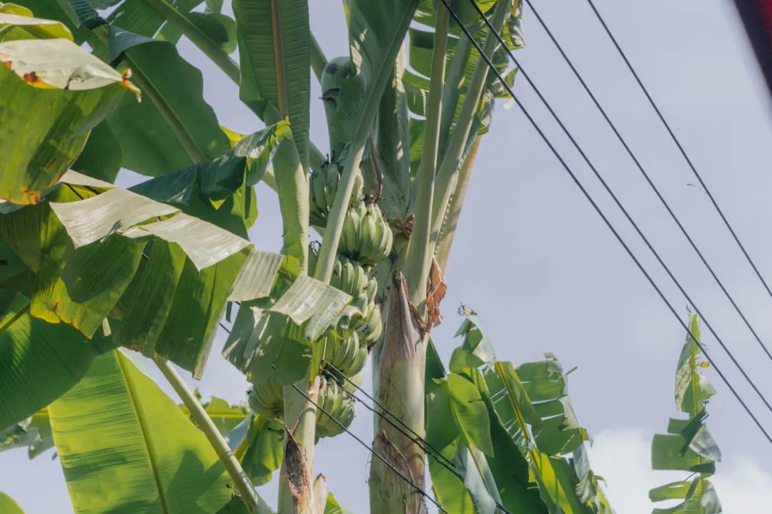 大数据推给想去泰国的朋友，万字长文玩转曼谷芭提雅