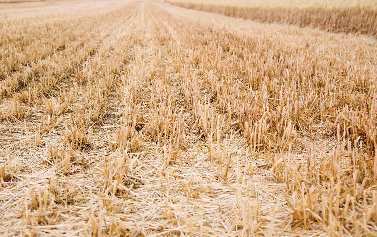 秸秆不让焚烧也不给解决方法,秸秆如何管理与注意事项