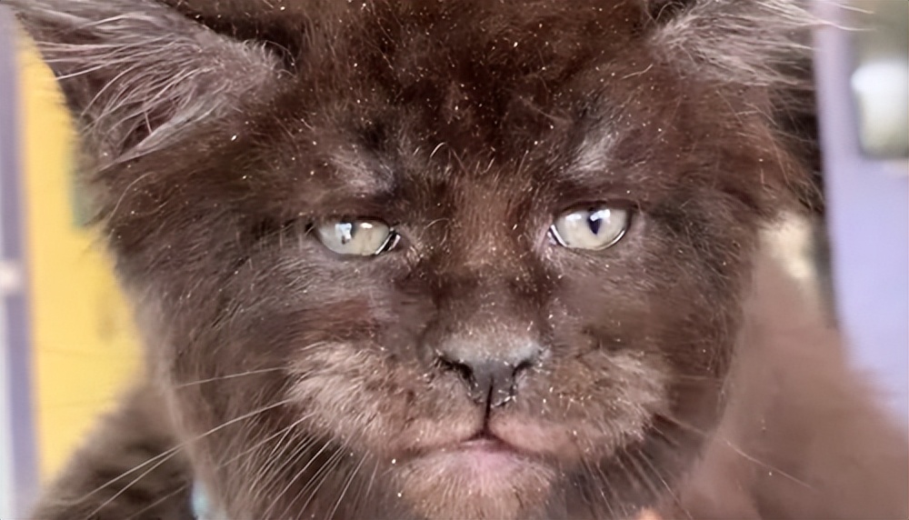 鎾炶劯鏂硅劯鐚村瓙鐨勫コ缃戠孩,鏂硅劯鐚村瓙妯′豢浜虹殑琛ㄦ儏