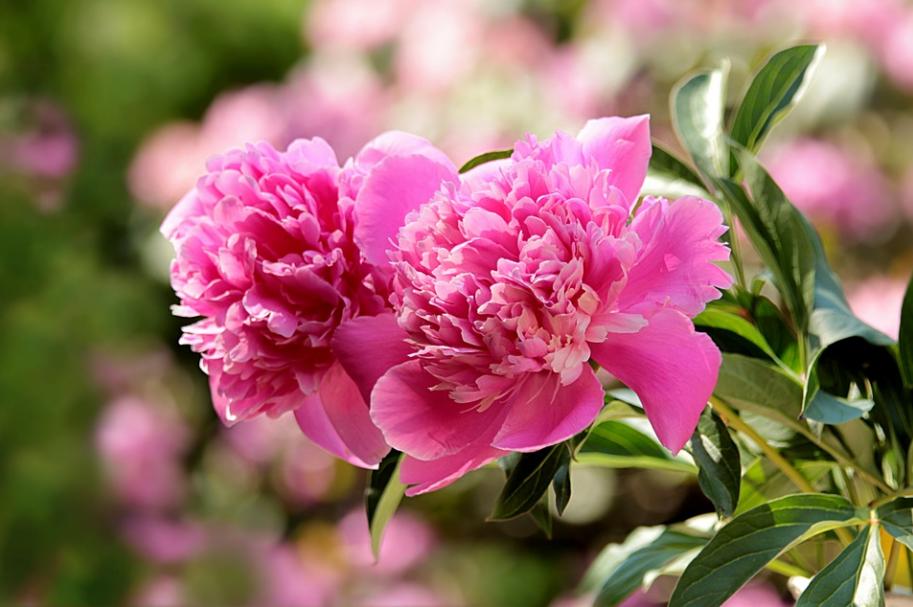 每日一花2.5：芍药：凡卉与时谢，妍华丽兹晨