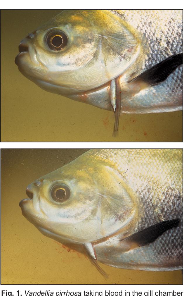 亚马孙河的鱼有哪些,亚马孙河有什么鱼