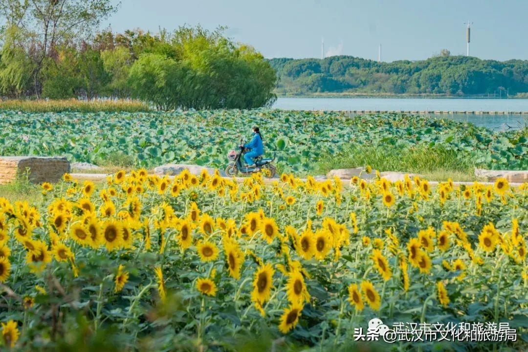 武汉市区内最大的向日葵花海开了,武汉最大的向日葵基地