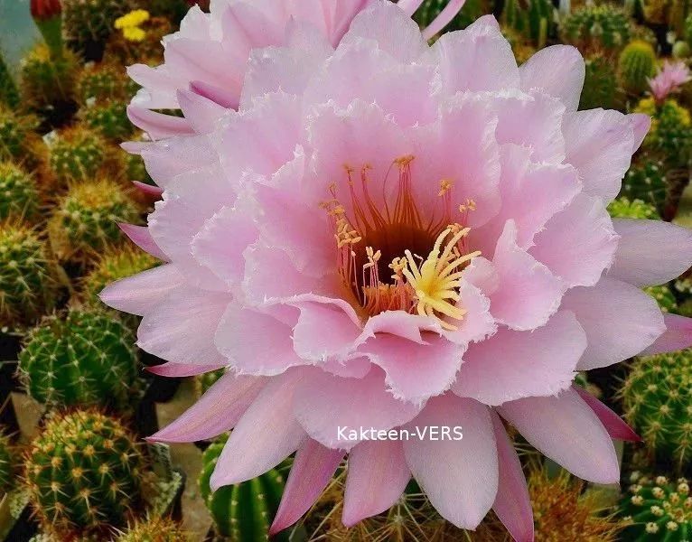 200种·仙人球开花图鉴，大开眼界，美到爆