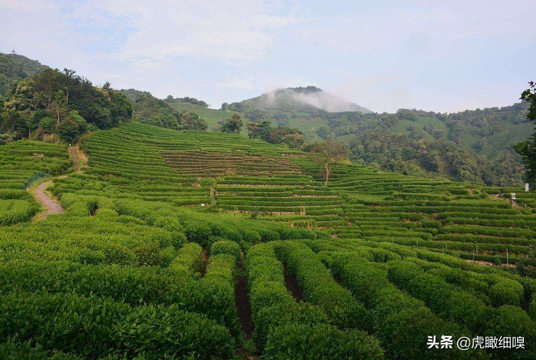 杭州最有名的茶旅,杭州盛产茶的地方有哪些