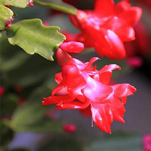 蟹爪兰春天不发新芽怎么回事,蟹爪兰花苞没开怎么就蔫了