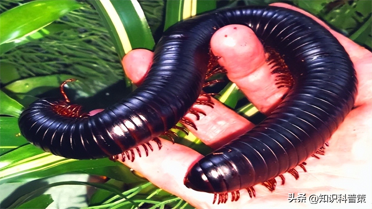 地球上有发现特别像外星人的生物,地球上的神秘巨型外星生物