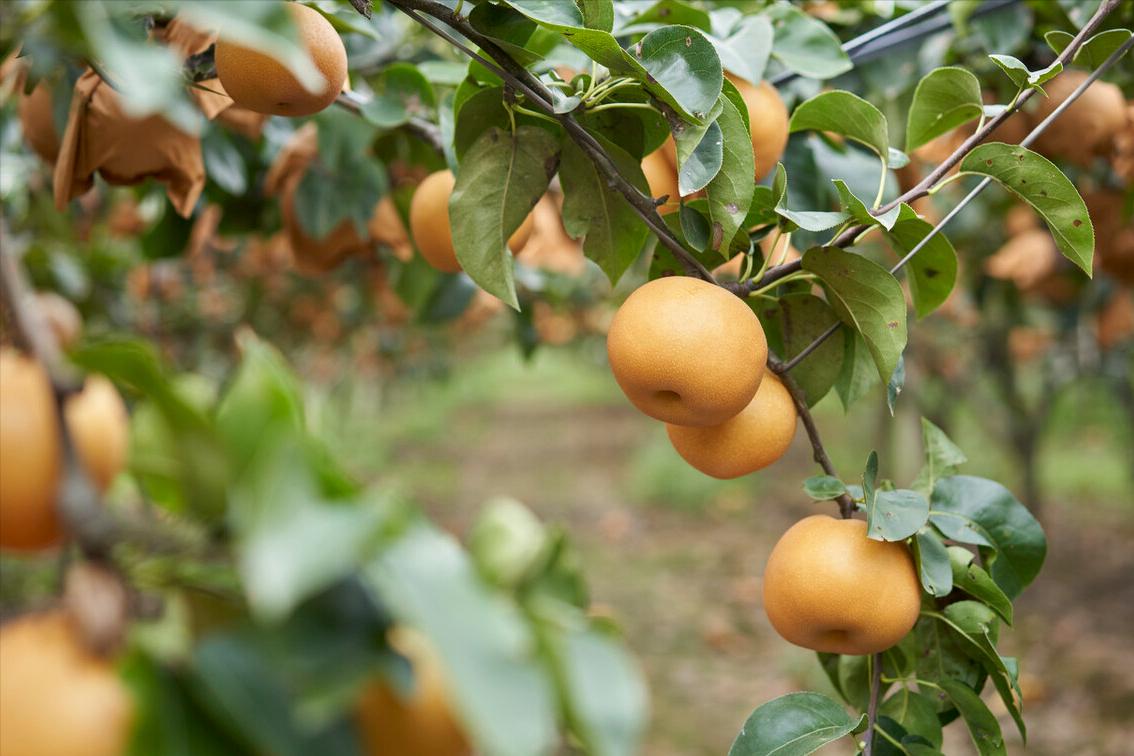 一*爆口**汁的秋月梨，是什么味道？它凭啥那么贵？背后有3个原因