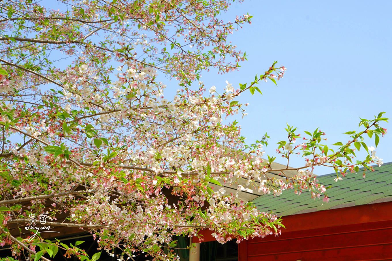 武汉看樱花半日游,武汉看樱花一日游