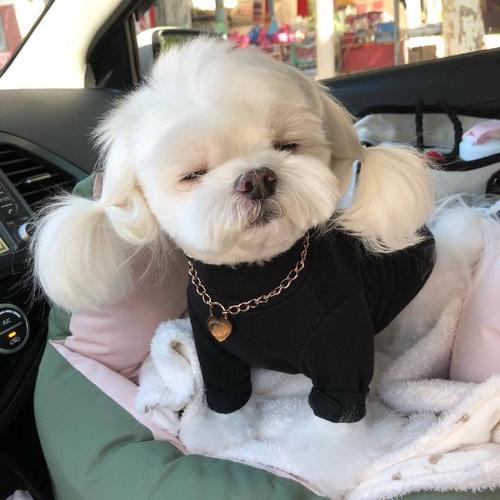 什么狗适合懒人又有安全感新手养,最好养的五种小型宠物狗