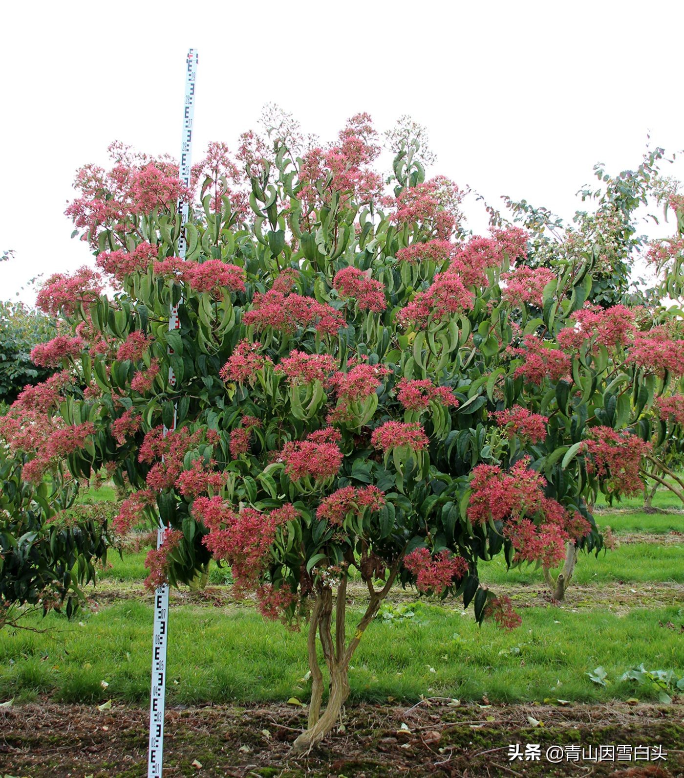 农村前方有空地怎样规划,农村有地该怎么利用和赚钱
