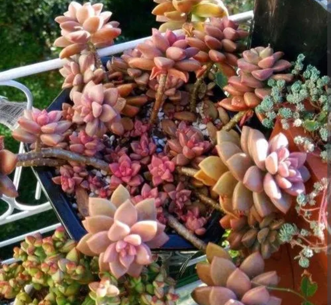 多肉开始生根怎么浇水,多肉幼崽怎么快速长大