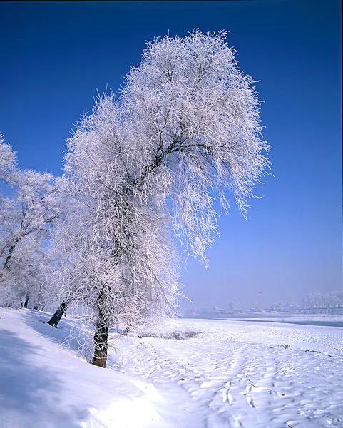 晚来天欲雪能饮一杯无全诗翻译,晚来天欲雪能饮一杯无类似的句子