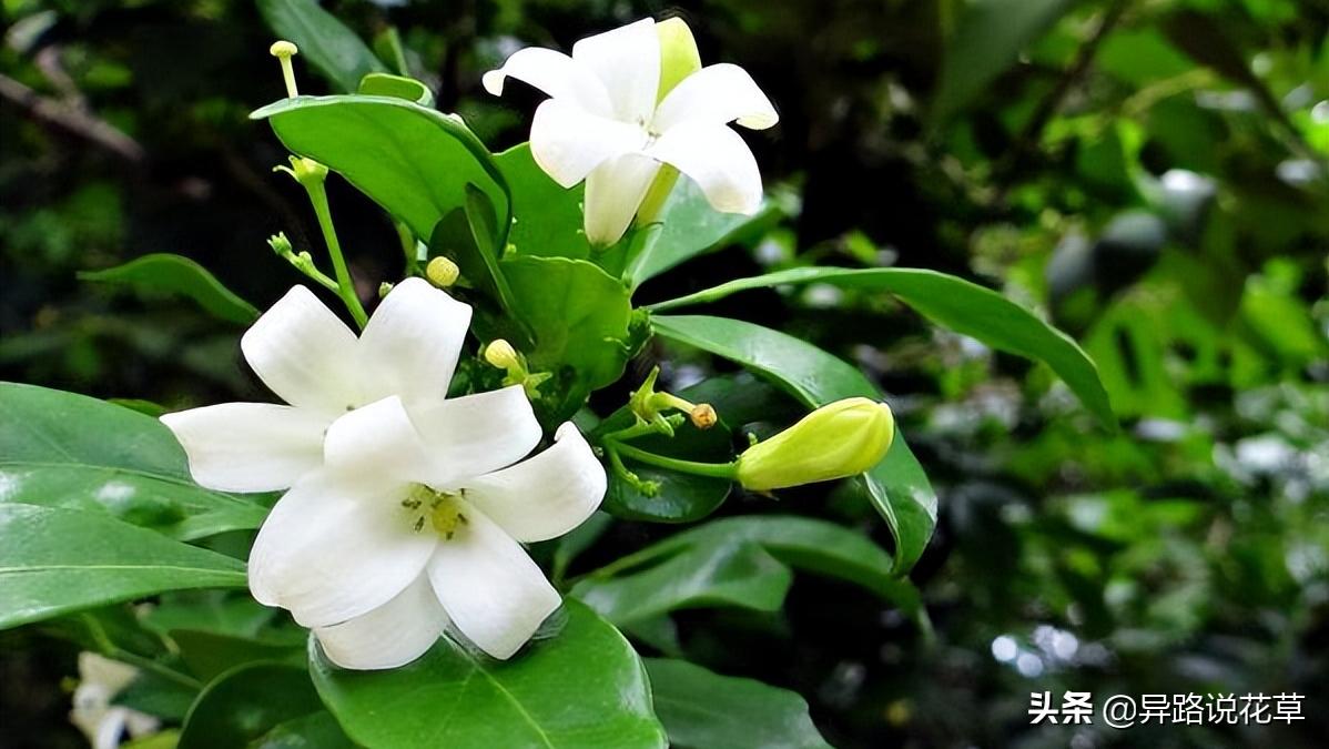 七里香：七里香歌好听，名字也很美，花语动人，花朵更“惊艳”