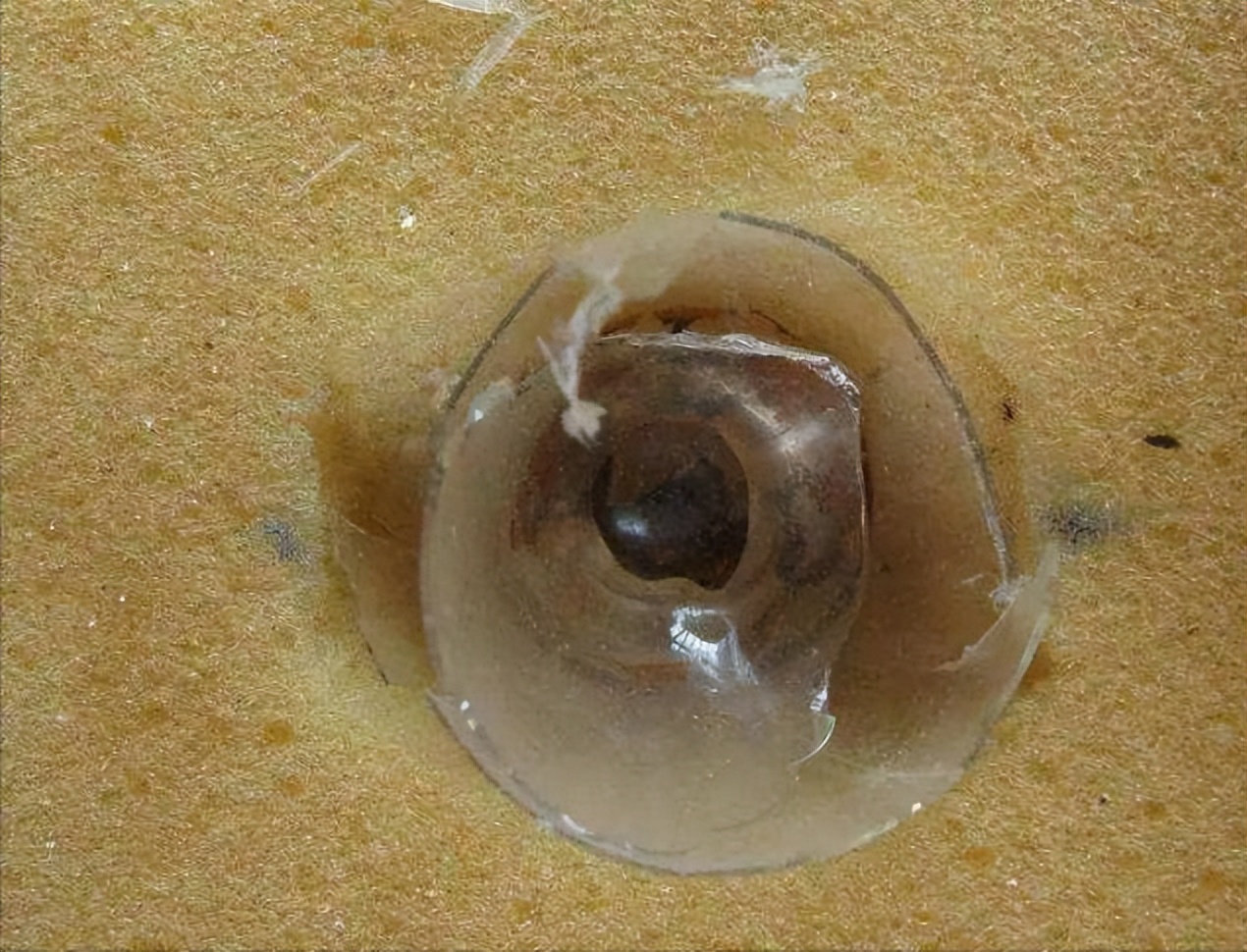 皎洁晶莹的大食国器物遇上文气舒展的宋朝，它们会发生怎样的碰撞