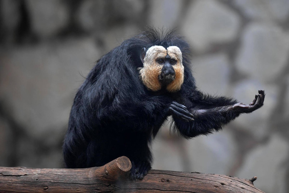 国人害怕的老猫猴子，居然是从非洲来的？黑毛白脸的怪物是什么？