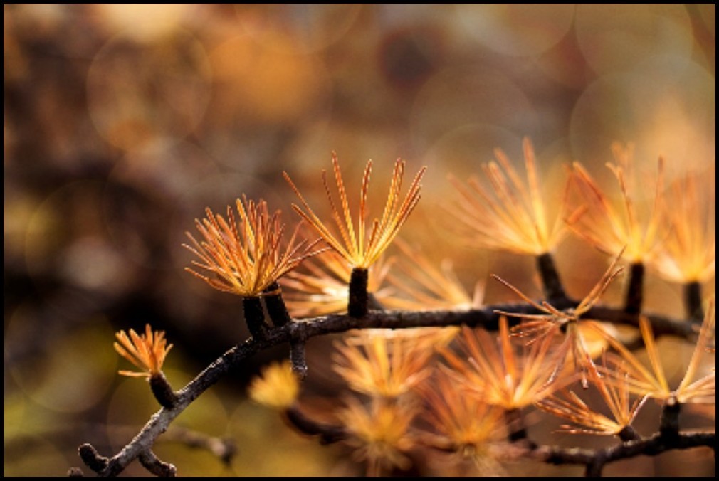 尺子在线测量1:1手机上怎么测的呢,尺子在线测量1:1手机版