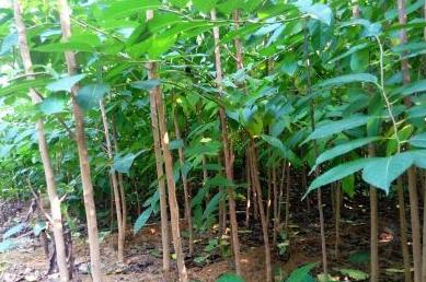 广东老板出资2万种植年入50万,广东老板白手起家全靠自己挣钱