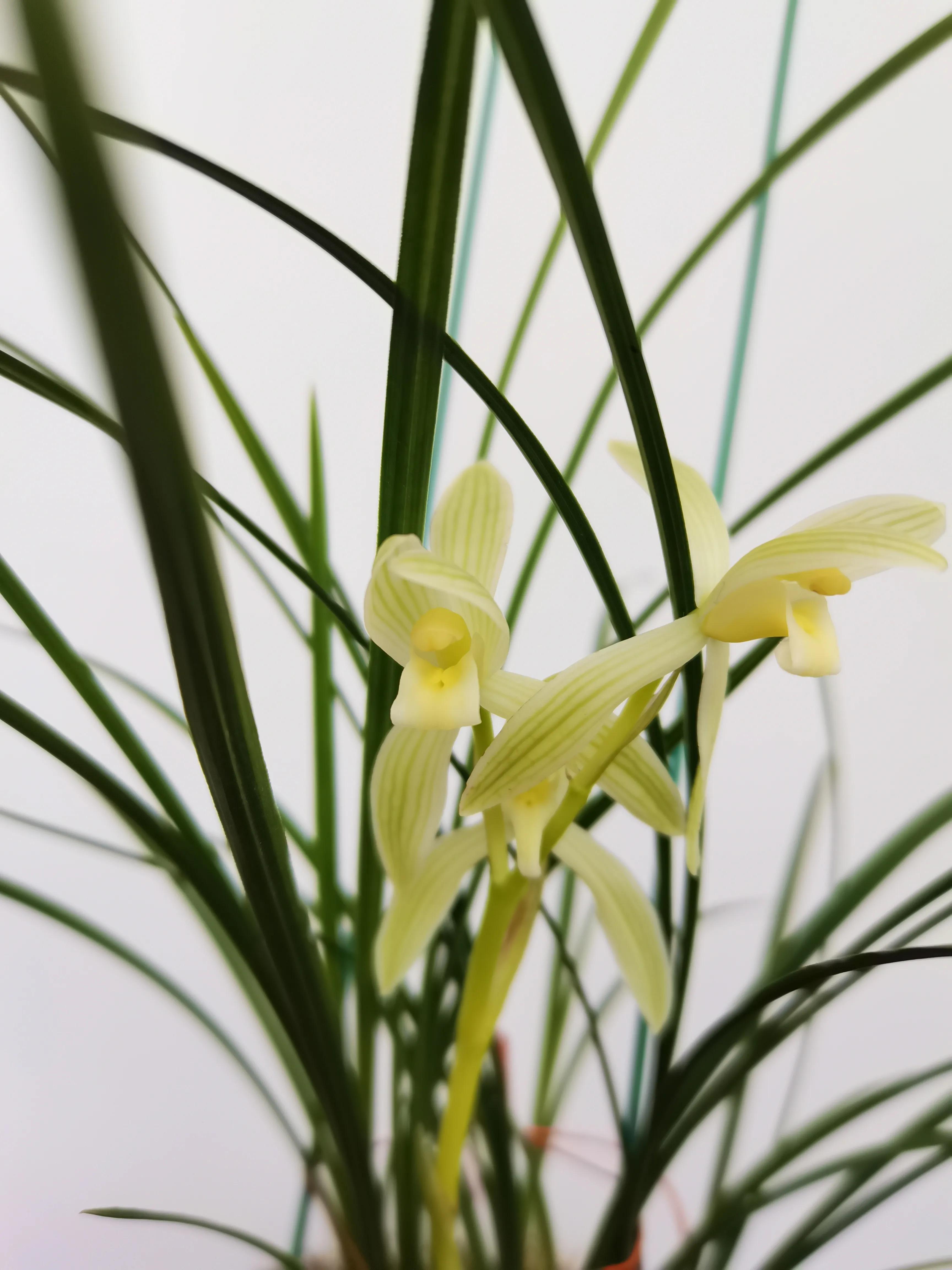 云南小雪素哪里的质量最好,云南兰花小雪素