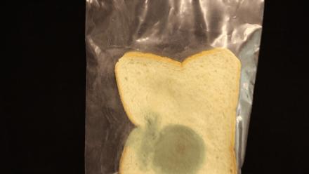 面包发霉了宝宝吃了,面包发霉了科学小实验