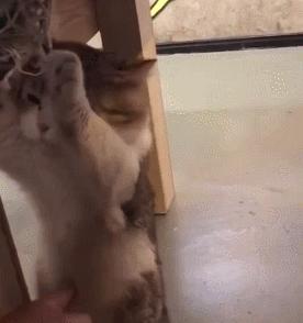 别人家的猫是液体还是固体,猫都是水做的