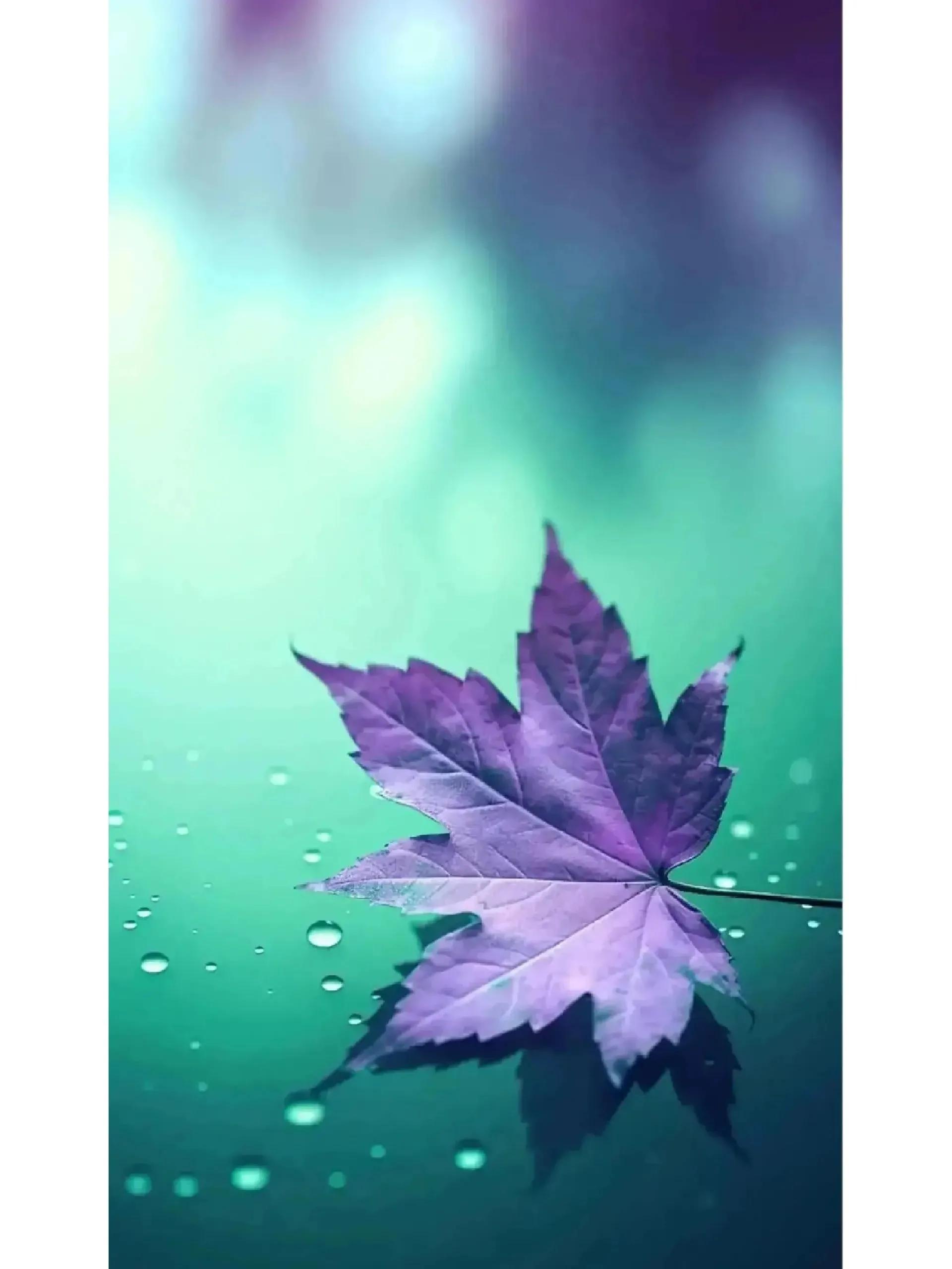 犬夜叉桌面壁纸和锁屏壁纸,锁屏壁纸和桌面壁纸的区别