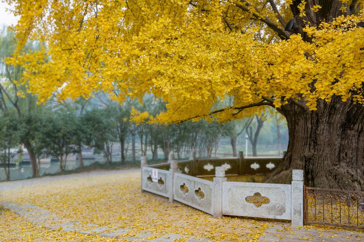 秋日上海好去处,上海秋日风景