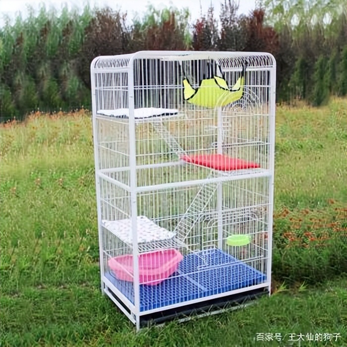 养龙猫的坏处哪些人不适合养龙猫,咋养龙猫