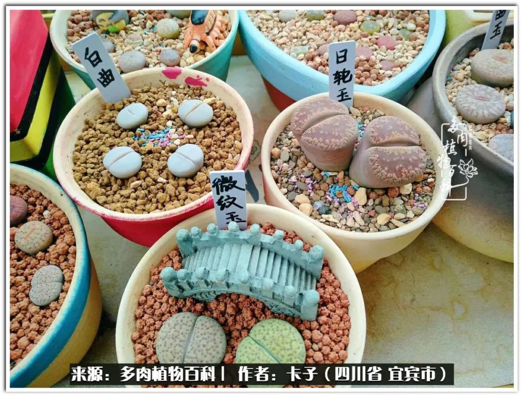 送我一轮明月文案,送我一轮明月