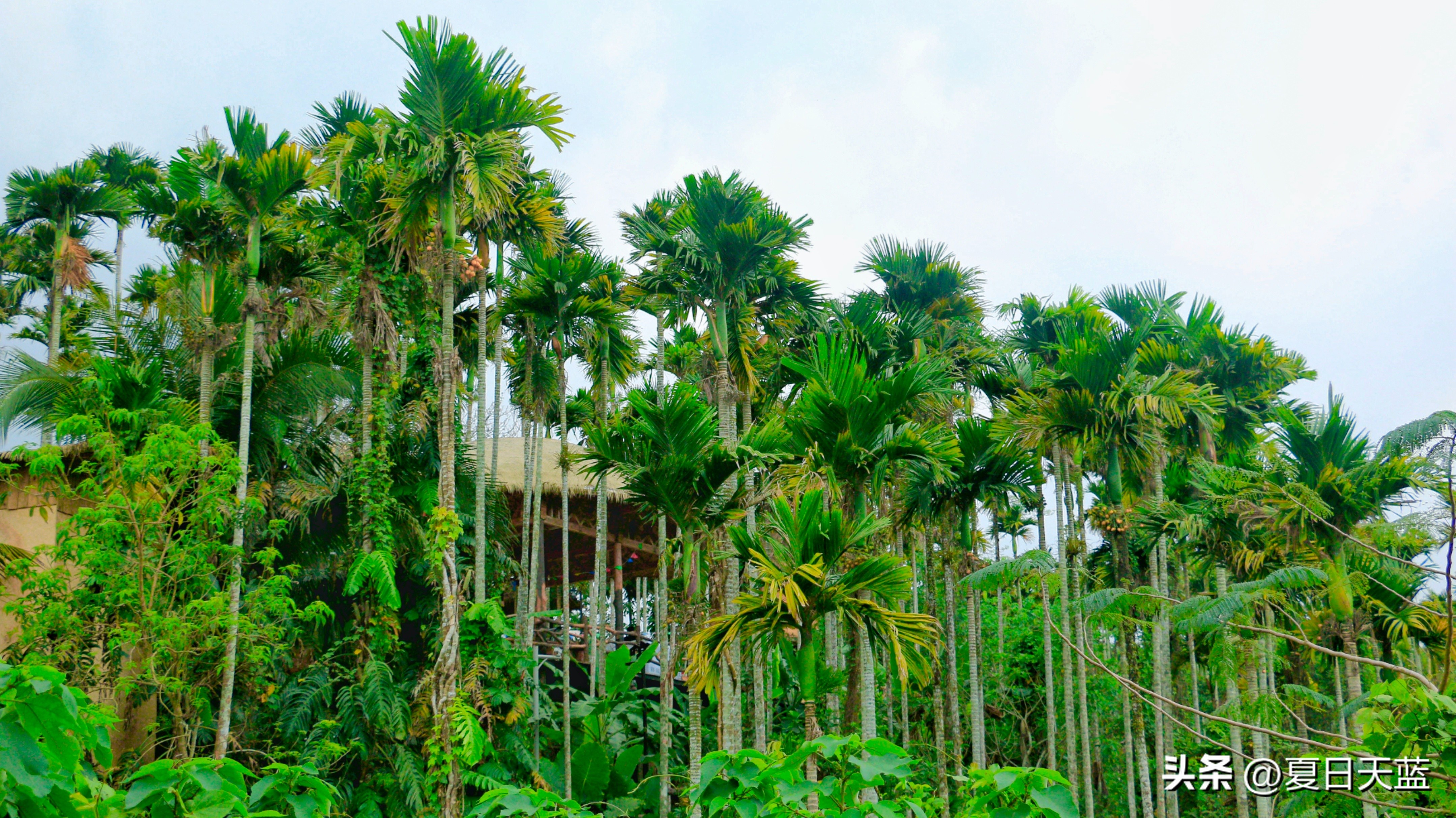 三亚度假最佳选择,三亚度假正确打开方式