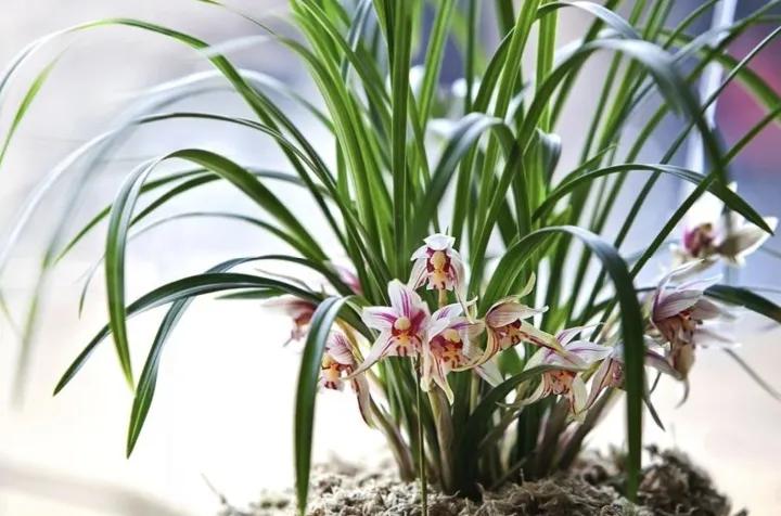 大红袍兰花是什么品种,兰花的品种什么最好