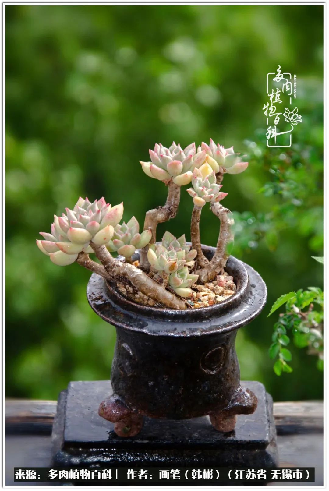 月满西楼别有一番滋味在心头,绿肥红瘦