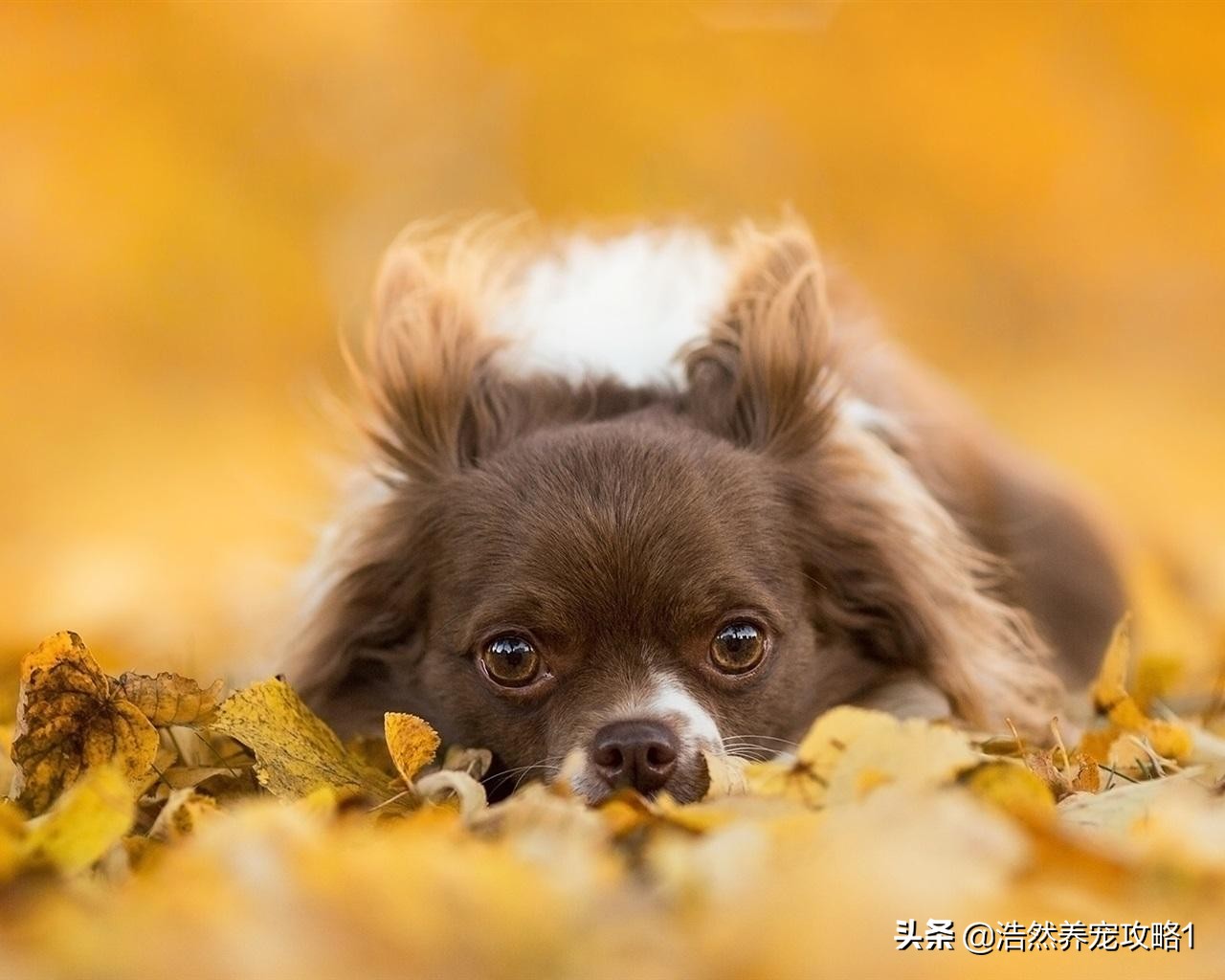 狗狗发抖怎么办因为缺钙怎么治,狗狗缺钙抽搐和癫痫有什么区别