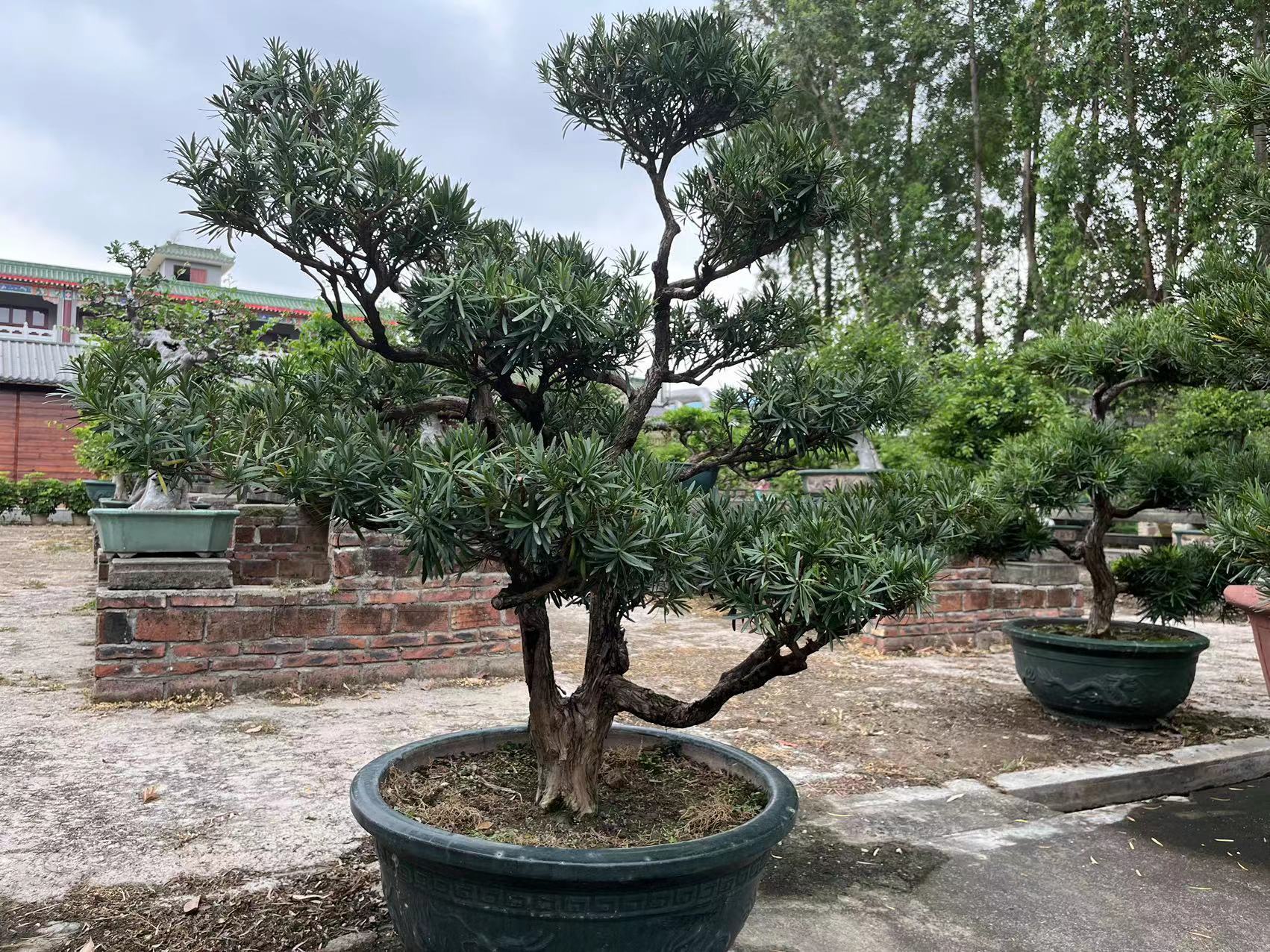 什么树好养又招财,好养旺财的树