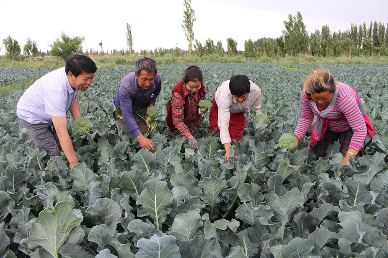 自己培育西兰花种子打破国外垄断,日本垄断中国市场百分之多少
